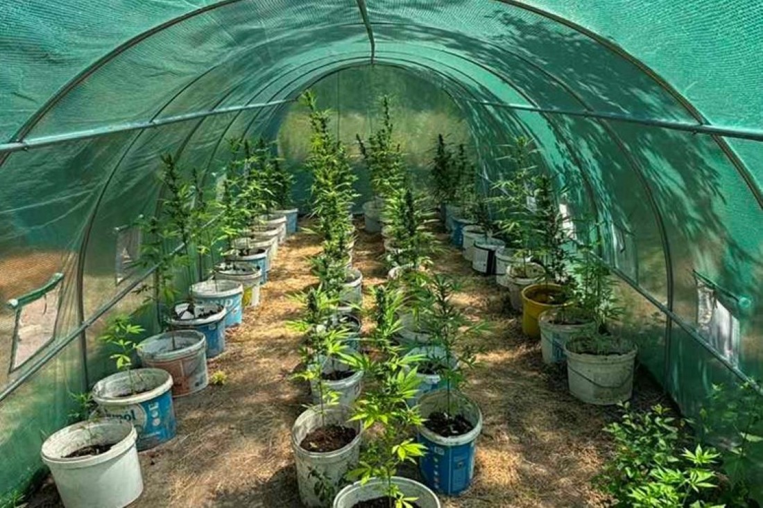 U VINOGRADU UZGAJAO MARIHUANU: Osim stabljika marihuane pronađen pištolj i meci