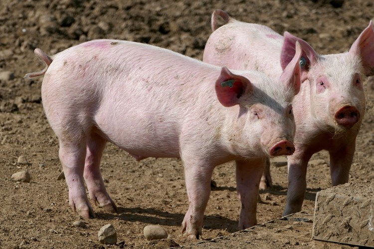 EPIDEMIJA AFRIČKE SVINJSKE KUGE: Valpovština u III zoni ograničenja